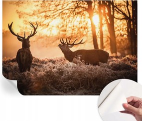 Divatos öntapadós fali tapéta Szarvas furnér reggel 208x146 cm