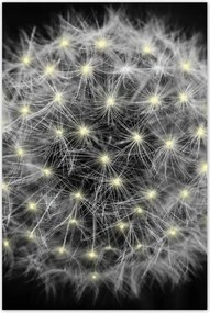 Poszterek 80x120 Pitypang Virág Virágok