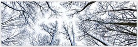 Poszterek 200x66 Fa Kilátás