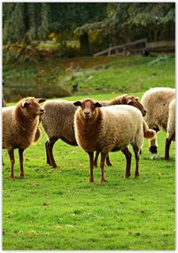 Poszterek 70x100 Juh legeltetés Bárányok Juhok