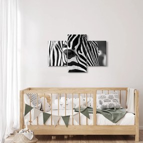 Zebra képe (90x60 cm)