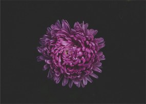 Lila virág képe (üvegen) (70x50 cm)