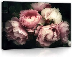 Vászonkép 60x40 Bazsarózsa virágok rügyek finomság romantika melankólia nyugalom