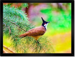 Poszterek keretben 40x30 Madár az ágon Természet
