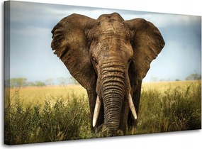 Vászonkép Elefánt a magas fűben Afrika 100x60 cm Ideális ajándék