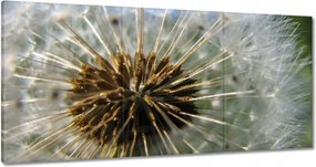 Vászonkép 180x90 Pitypang Virág Virágok