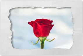 Poszterek 90x60 Rózsa Virág Virágok Rózsa