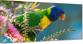 Vászonkép 180x90 Papagájok Madarak