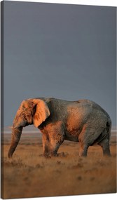 Vászonkép Elefánt szavanna Afrika Ég Fű 70x120 cm