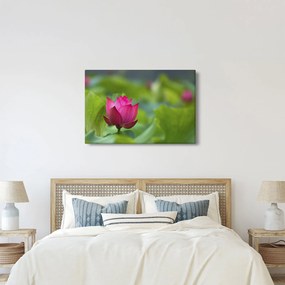 Kép - vízi növény (90x60 cm)