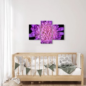 Részletes virágkép (90x60 cm)