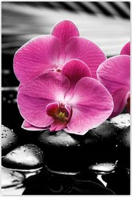 Poszterek 80x120 Lila leander