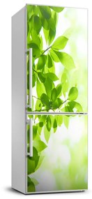 Hűtőre ragasztható matrica Zöld levelek FridgeStick-70x190-f-69074600