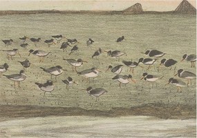 Fotótapéta Dekoratív Fali Tapéta Madár nyugalom képek 208x146