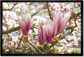 Poszterek keretben 60x40 Magnólia