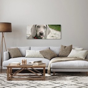 Kép - weimaraner kölyökkutya (120x50 cm)