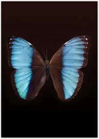 Poszterek A4 Pion Kék pillangó
