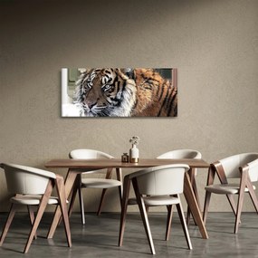 Tigris képe (120x50 cm)