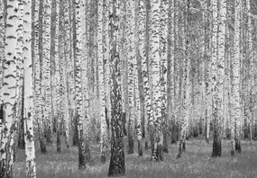 Szürke erdő poszter, fotótapéta, Vlies (104 x 70,5 cm)
