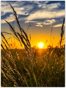 Poszterek 100x135 Naplemente a füvek között