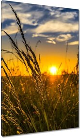 Vászonkép 80x120 Naplemente a füvek között