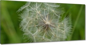 Vászonkép 180x90 Pitypang Virág Virágok