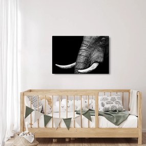 Kép - Elefánt agyar (90x60 cm)
