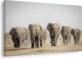 Kép - Elefántcsorda (90x60 cm)