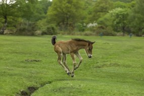 Poszter 91,5x61cm Csikó fut a mezőn, Assaf Frank