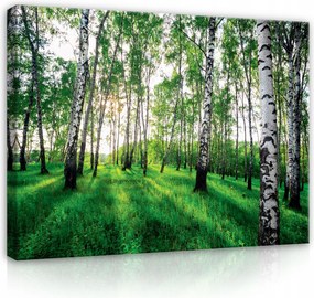 Vászonkép Nyírerdő Természet Hálószoba Nappali 120x80