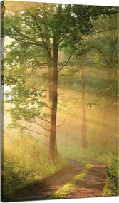 Vászonkép Napfény Erdő Ösvény Természet 70x120 cm