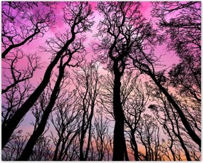 Poszterek 50x40 Erdő Fák Kilátás alulról