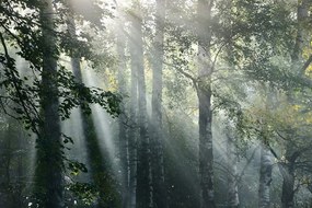 Fototapeta napsugarak ködös erdőben