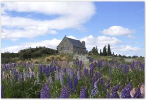 Poszterek 200x135 Lila virágok domb