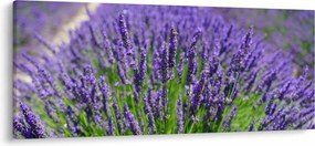Kép - levandula (120x50 cm)