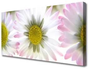 Vászonfotó Daisy növény természet 100x50 cm