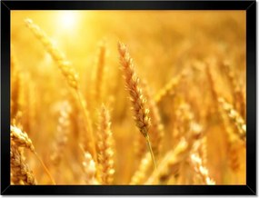 Poszterek keretben 40x30 Gabona érik a napfényben