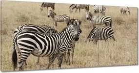 Festmények 120x60 Zebrák a szavannán