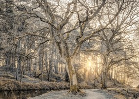 Poszter 70x50cm Vidéki csatorna fákkal és ösvényrel 2, Assaf Frank