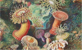 Dekoratív Fali Fotótapéta Falra Fantázia anemonák 416x254 Ragasztó