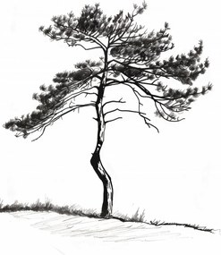 Poszter 53x81cm Magányos fenyő