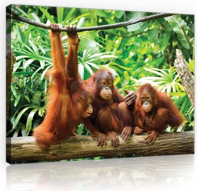 Vászonkép 70x50 Trópusi orangután tánc – egzotikus öröm otthon