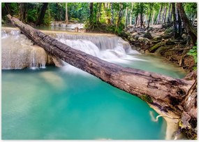 Poszterek 100x70 Kidőlt fa