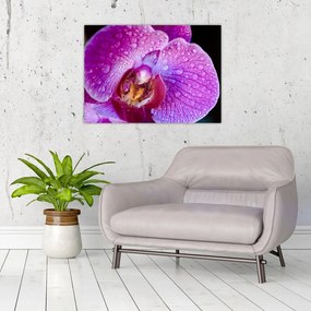 Részletes kép az orchidea virágról (üvegen) (70x50 cm)