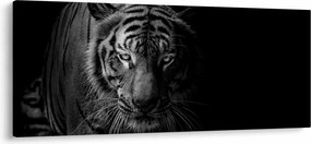 Egy vadtigris képe (120x50 cm)