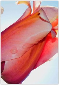 Poszterek 70x100 Tulipánok Virágok