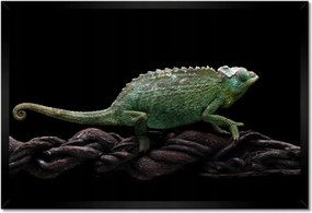 Poszter keretben 60x40 Hosszú zöld kaméleon