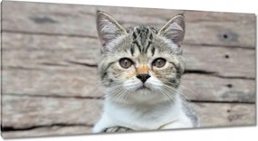 Vászonkép 115x55 Cica