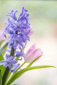 Poszter 68x101cm Jácint és tulipánok közelkép, Assaf Frank