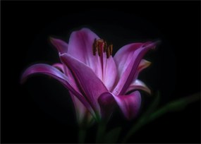 A liliom képe (70x50 cm)